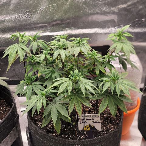 Pinkman Goo #1 growlog timeline photo