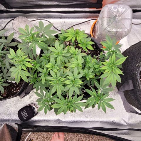 Pinkman Goo #1 growlog timeline photo