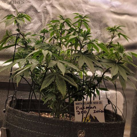 Pinkman Goo #1 growlog timeline photo