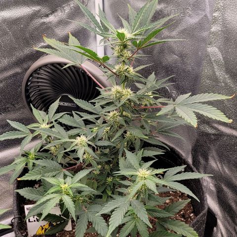 Cuba Libre growlog timeline photo