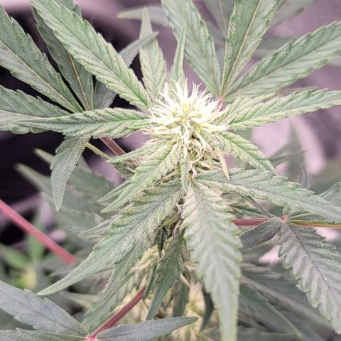 Cuba Libre growlog timeline photo