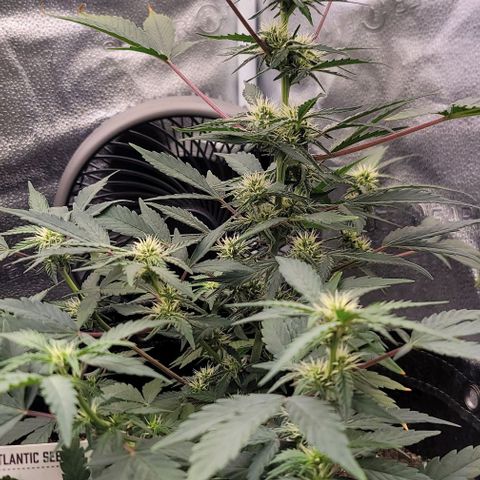 Cuba Libre growlog timeline photo