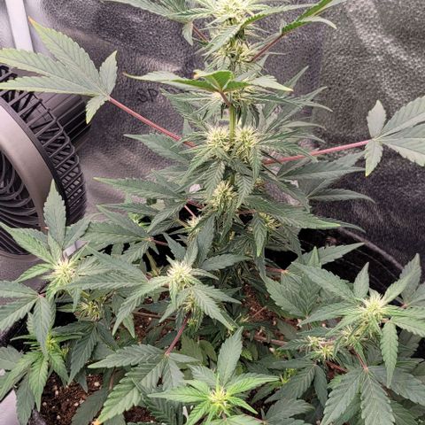 Cuba Libre growlog timeline photo