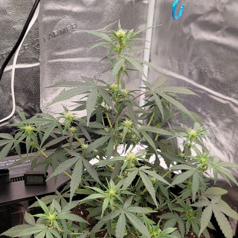 Northern Lights growlog timeline photo