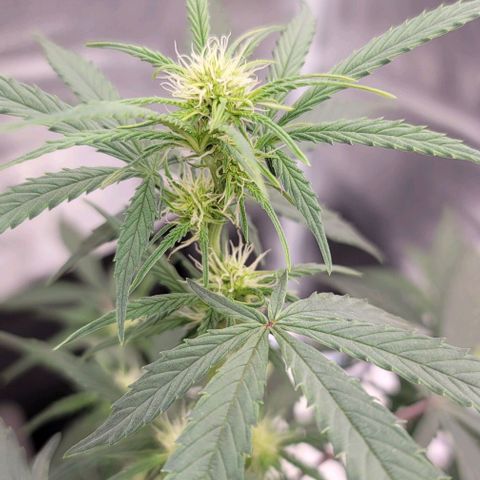 Northern Lights growlog timeline photo