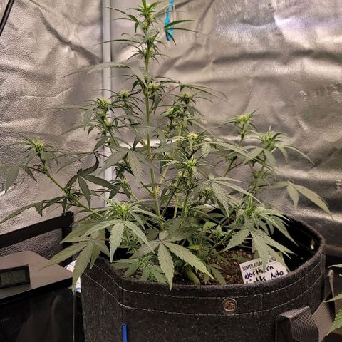 Northern Lights growlog timeline photo