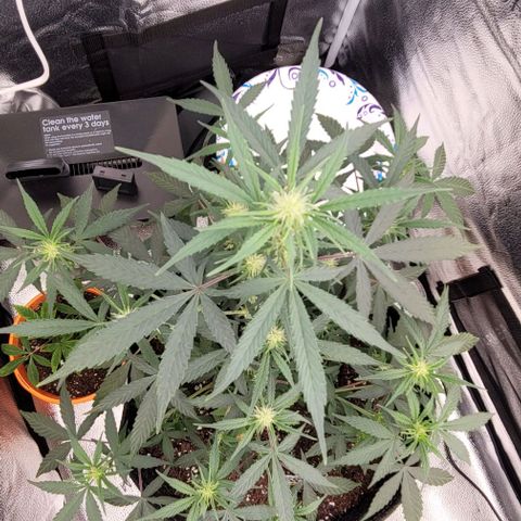 Northern Lights growlog timeline photo