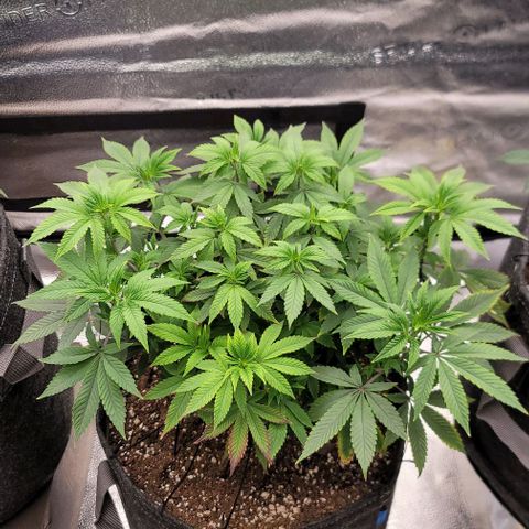 Pinkman Goo #1 growlog timeline photo