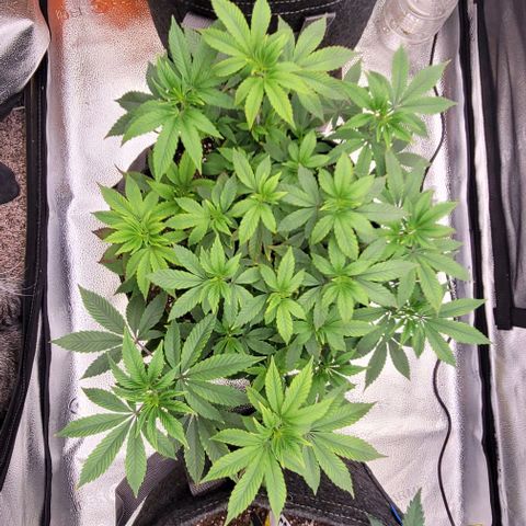 Pinkman Goo #1 growlog timeline photo