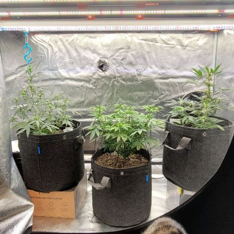 Pinkman Goo #1 growlog timeline photo