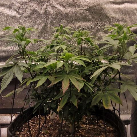 Pinkman Goo #1 growlog timeline photo
