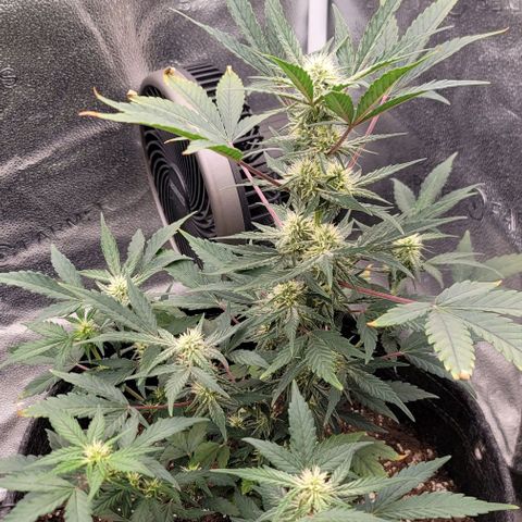 Cuba Libre growlog timeline photo