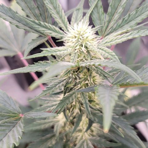 Cuba Libre growlog timeline photo