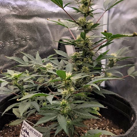Cuba Libre growlog timeline photo