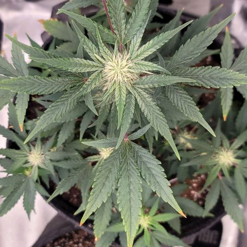 Cuba Libre growlog timeline photo