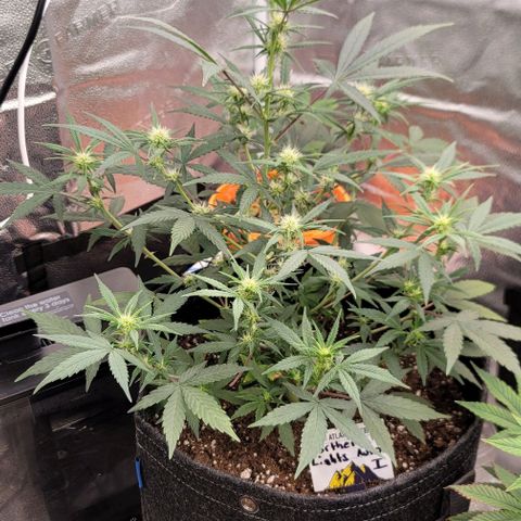 Northern Lights growlog timeline photo
