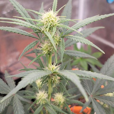 Northern Lights growlog timeline photo