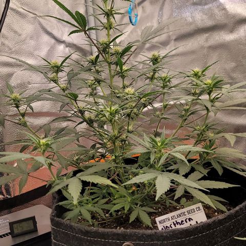 Northern Lights growlog timeline photo