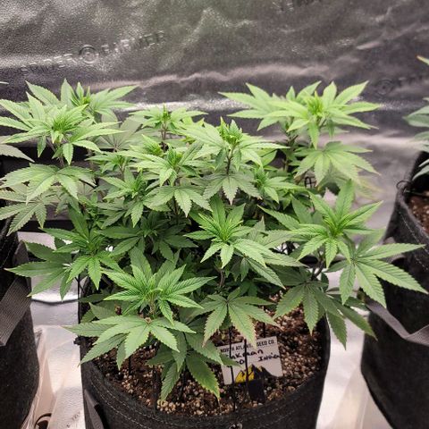 Pinkman Goo #1 growlog timeline photo