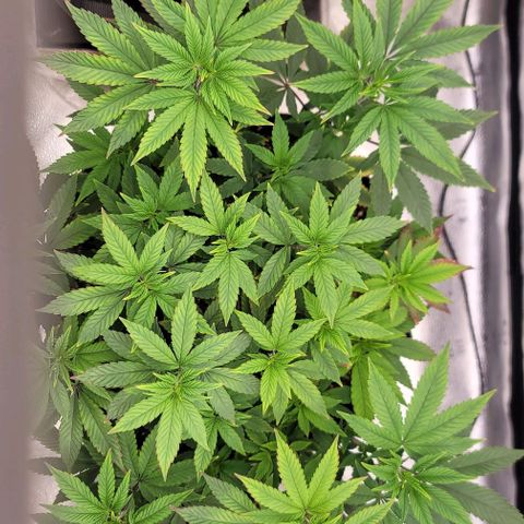 Pinkman Goo #1 growlog timeline photo
