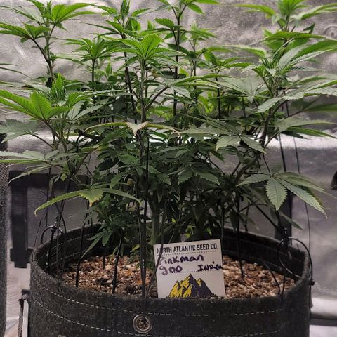 Pinkman Goo #1 growlog timeline photo