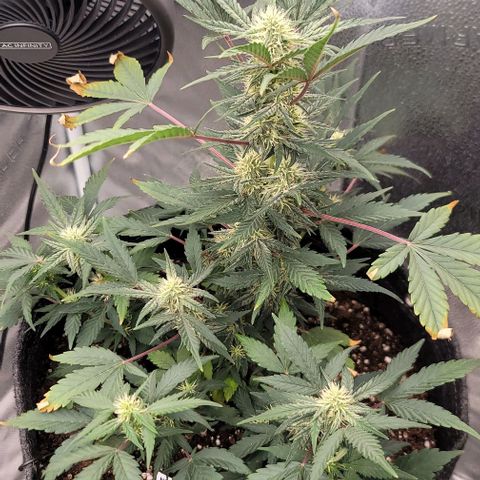 Cuba Libre growlog timeline photo