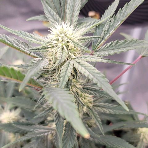 Cuba Libre growlog timeline photo