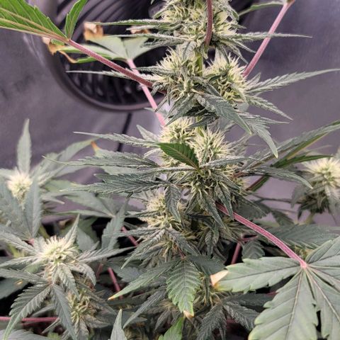 Cuba Libre growlog timeline photo