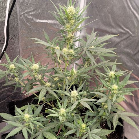 Northern Lights growlog timeline photo