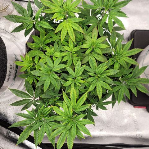 Pinkman Goo #1 growlog timeline photo