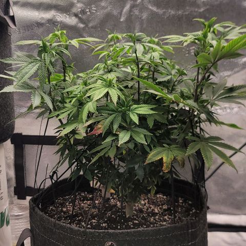 Pinkman Goo #1 growlog timeline photo