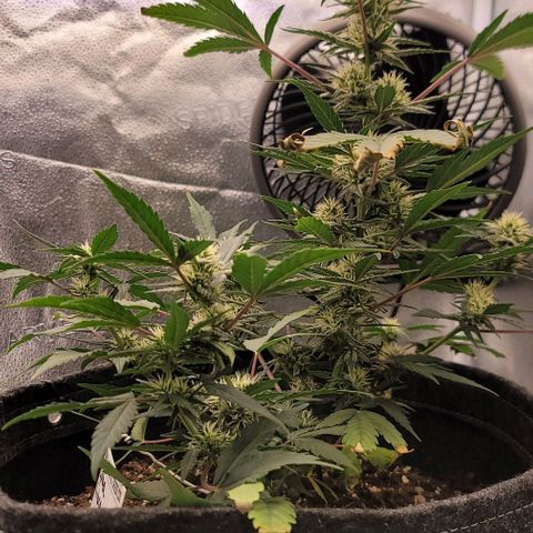 Cuba Libre growlog timeline photo