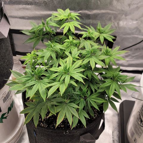 Pinkman Goo #1 growlog timeline photo