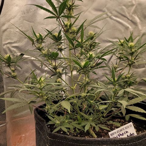 Northern Lights growlog timeline photo