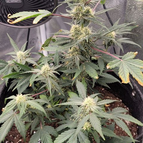 Cuba Libre growlog timeline photo