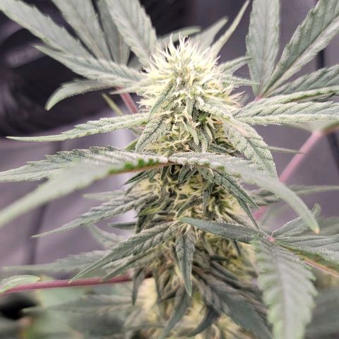 Cuba Libre growlog timeline photo