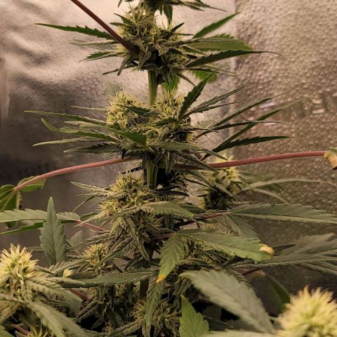 Cuba Libre growlog timeline photo