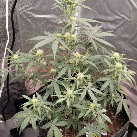 Northern Lights growlog timeline photo