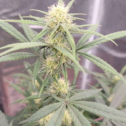 Northern Lights growlog timeline photo