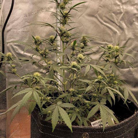 Northern Lights growlog timeline photo