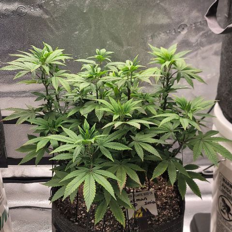 Pinkman Goo #1 growlog timeline photo