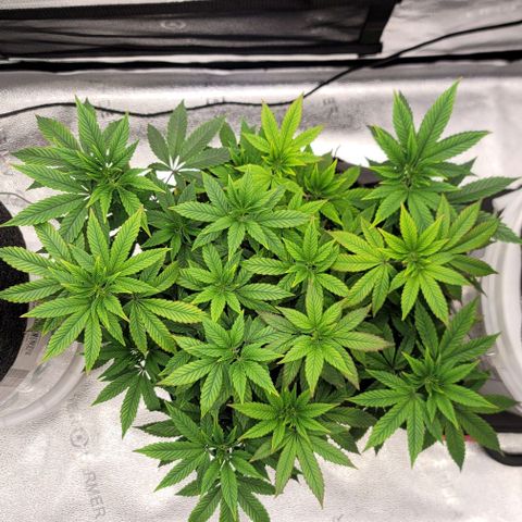 Pinkman Goo #1 growlog timeline photo