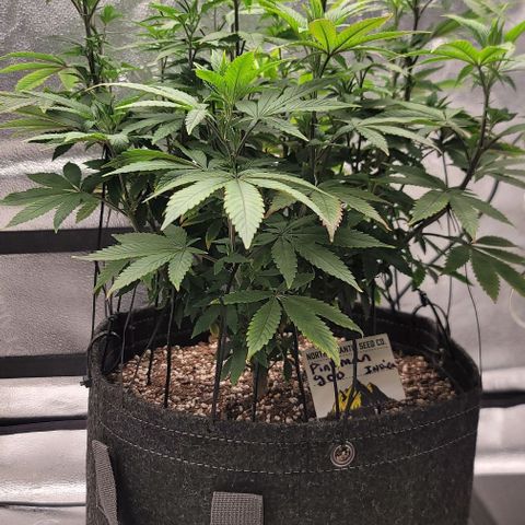 Pinkman Goo #1 growlog timeline photo