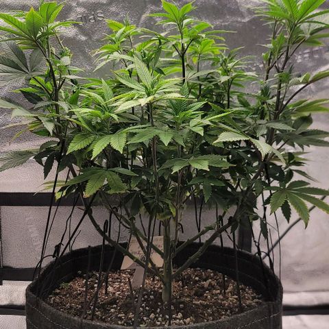 Pinkman Goo #1 growlog timeline photo