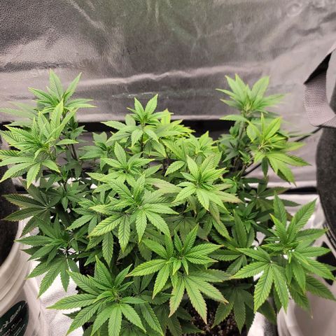 Pinkman Goo #1 growlog timeline photo