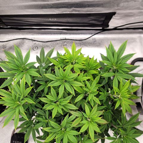 Pinkman Goo #1 growlog timeline photo
