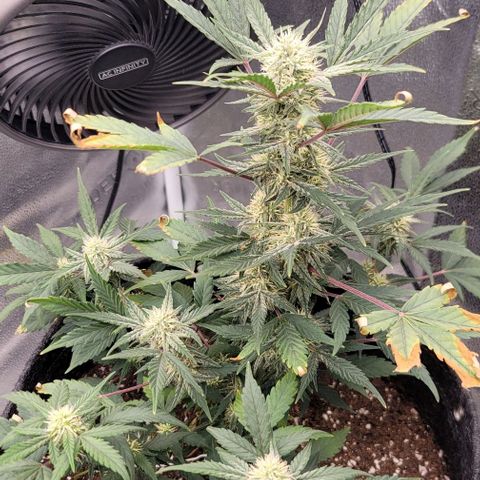 Cuba Libre growlog timeline photo