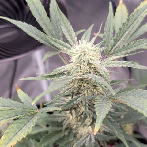 Cuba Libre growlog timeline photo