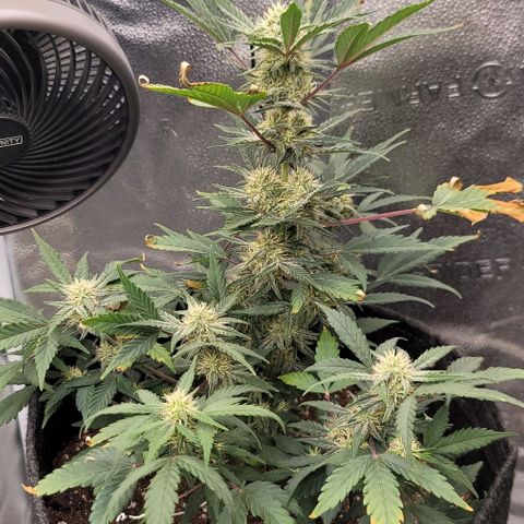 Cuba Libre growlog timeline photo