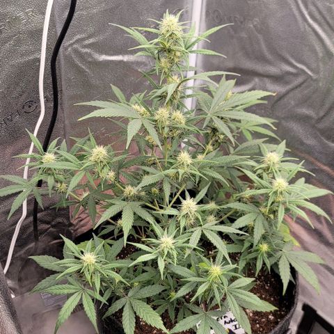 Northern Lights growlog timeline photo